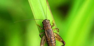 Close-up of a cricket perched on a green leaf