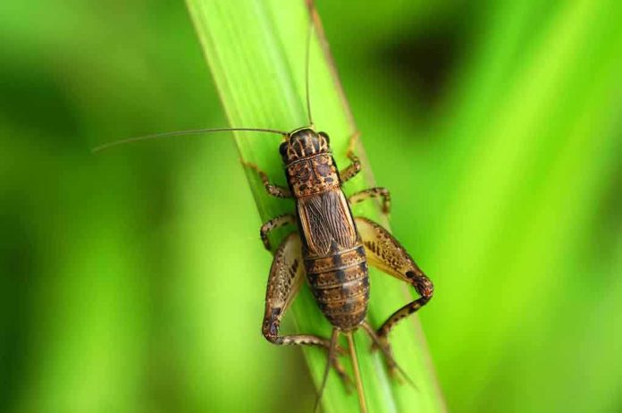 Close-up of a cricket perched on a green leaf