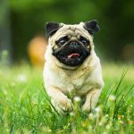Dog Walking Triggers HORRIFYING Death Threats Pug running in grassy field