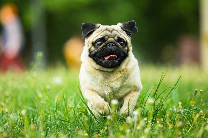 1091975180 Pug running in grassy field