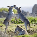 Donkeys playing on a grassy field.