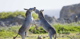 Donkeys playing on a grassy field.
