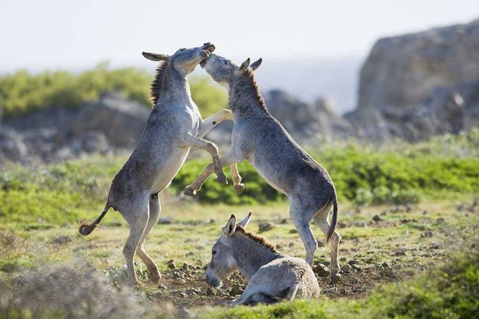 Donkeys playing on a grassy field.