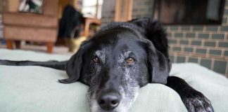 A black dog resting on a green dog bed in a cozy indoor setting