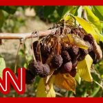 Meet the farmworkers in hiding as crops rot