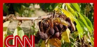 Meet the farmworkers in hiding as crops rot