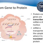 Genetic Data Listed For Sale