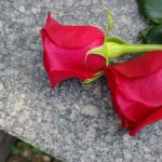 FED TITAN DIES — How He SHAPED AMERICA Two red roses on a gray stone surface.