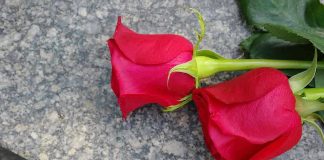 FED TITAN DIES — How He SHAPED AMERICA Two red roses on a gray stone surface.