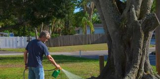 RARE Cancer CLUSTER Scare Hits Suburbs Man spraying water or herbicide on lawn near large tree