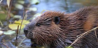 RABID Beaver Sparks Park Lockdown Beaver in shallow water among floating leaves