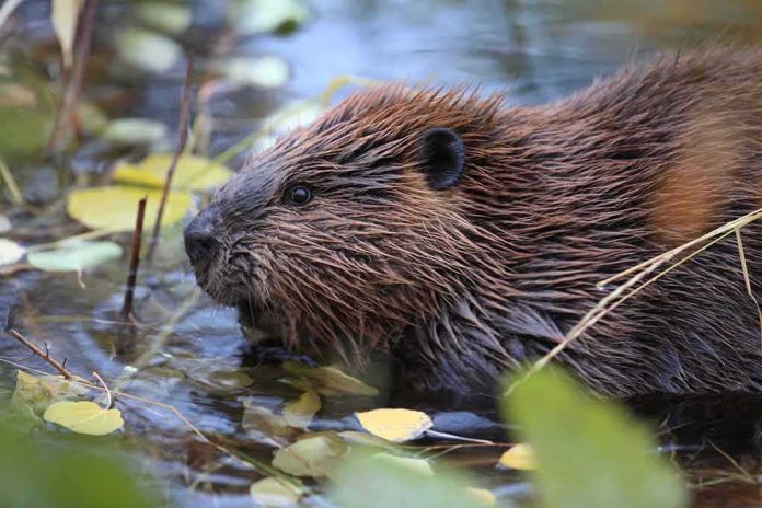 Beaver in shallow water among floating leaves